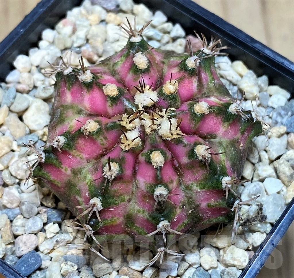SH2183 Gymnocalycium mihanovichii T-lux hybrid, seedling - Image 2