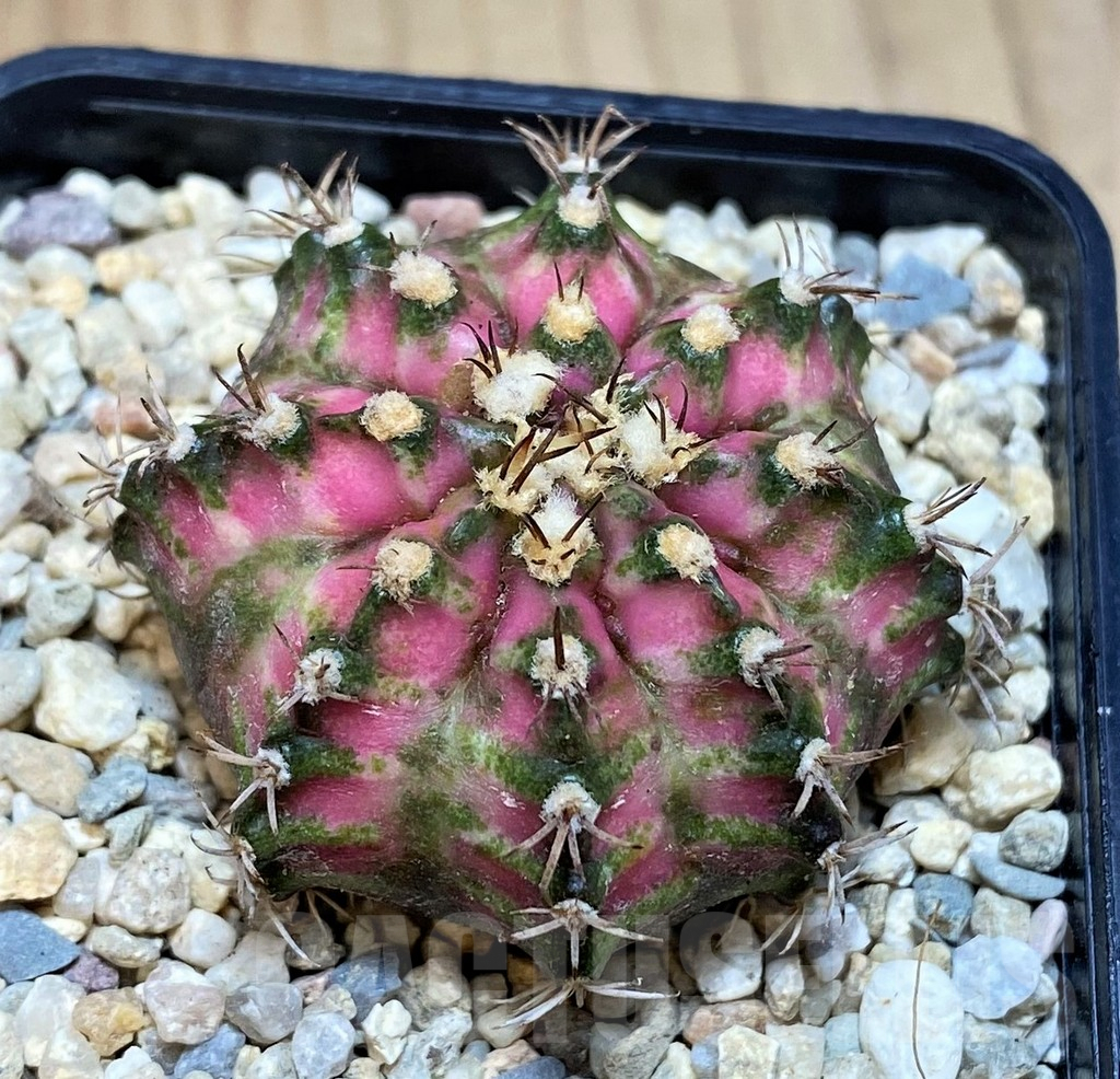 SH2183 Gymnocalycium mihanovichii T-lux hybrid, seedling