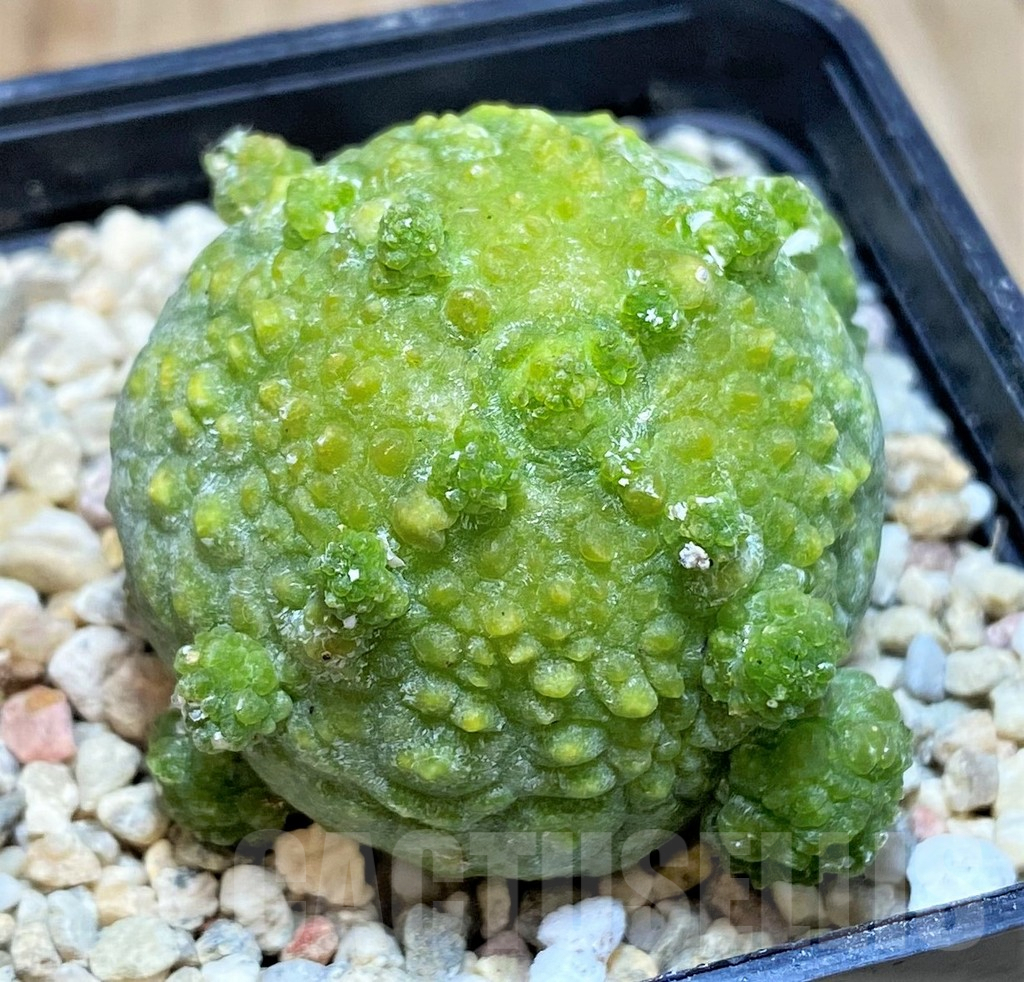 SH2162 Pseudolithos migiurtinus - Image 2