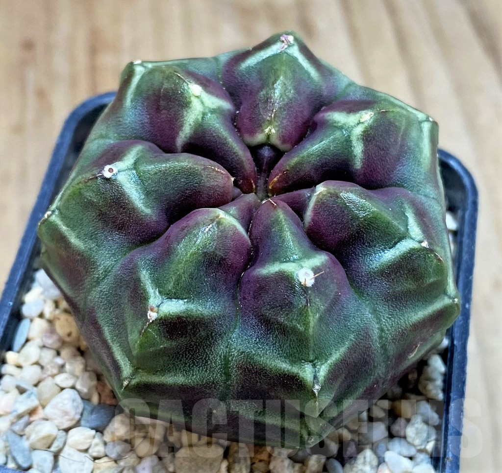SH2312 Gymnocalycium mihanovichii ‘Day Dream’, seedling - Image 2