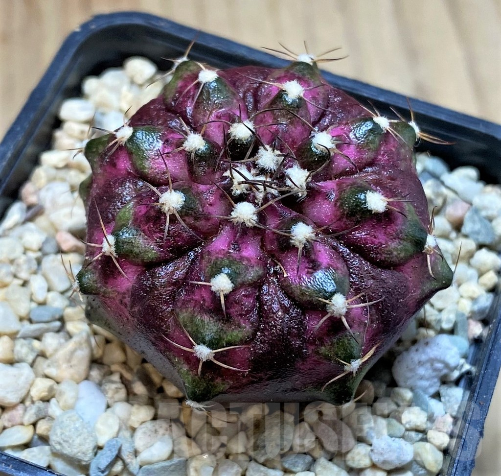 SH2316 Gymnocalycium mihanovichii T-lux, seedling - Image 2