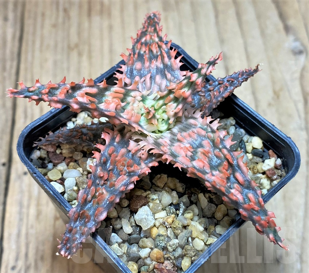 SH2287 Aloe TCT hybrid - Image 2