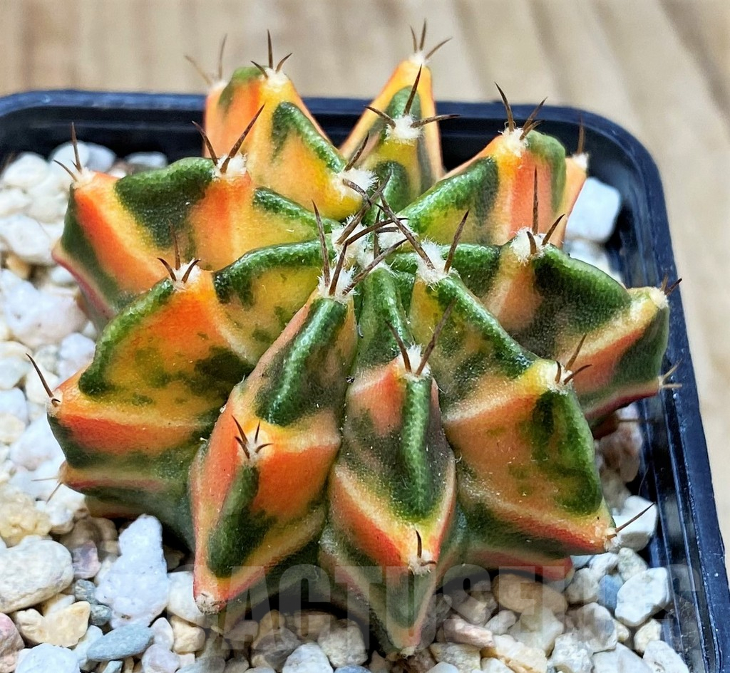 SH2319 Gymnocalycium mihanovichii f. variegata, seedling