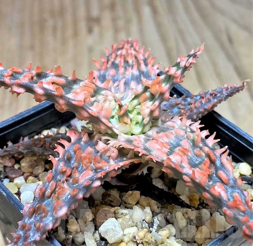 SH2287 Aloe TCT hybrid