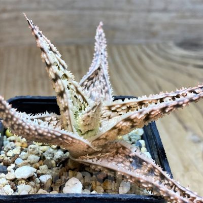 SH2288 Aloe TCT hybrid