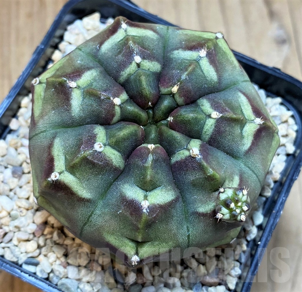 SH2332 Gymnocalycium mihanovichii ‘Day Dream’, seedling