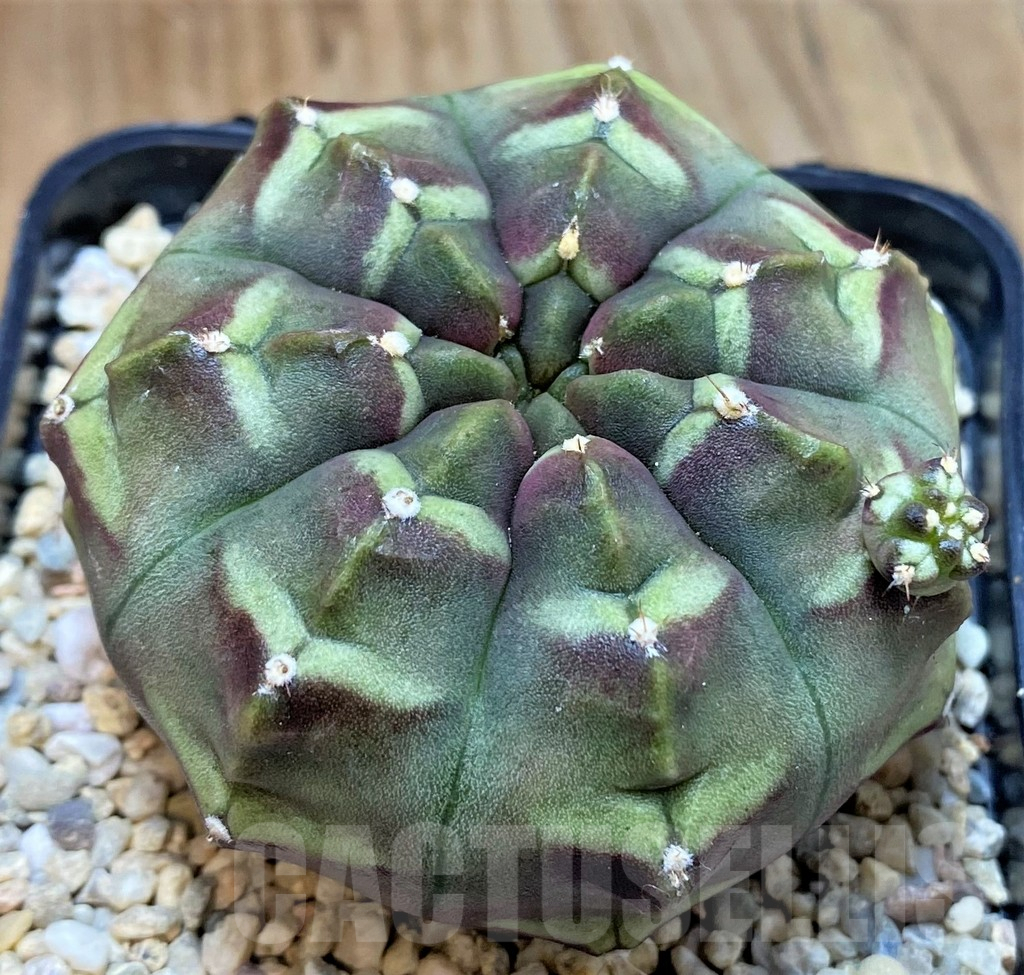 SH2332 Gymnocalycium mihanovichii ‘Day Dream’, seedling - Image 2