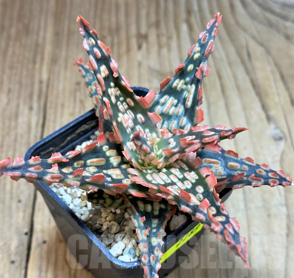SH2289 Aloe TCT hybrid - Image 2