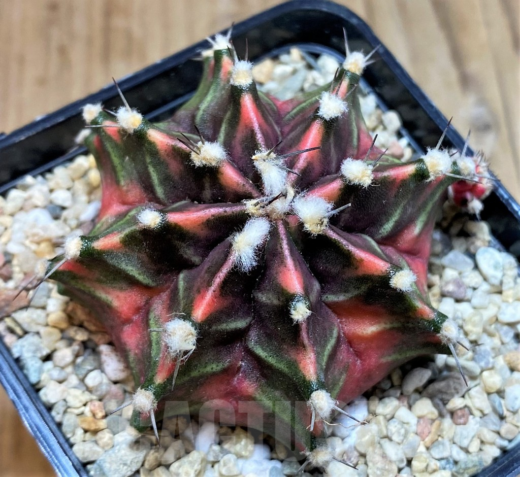 SH2339 Gymnocalycium mihanovichii f. variegata, seedling - Image 2