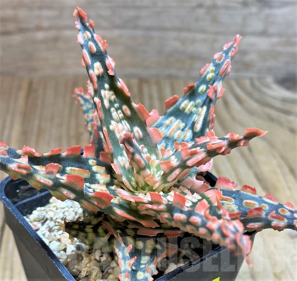 SH2289 Aloe TCT hybrid