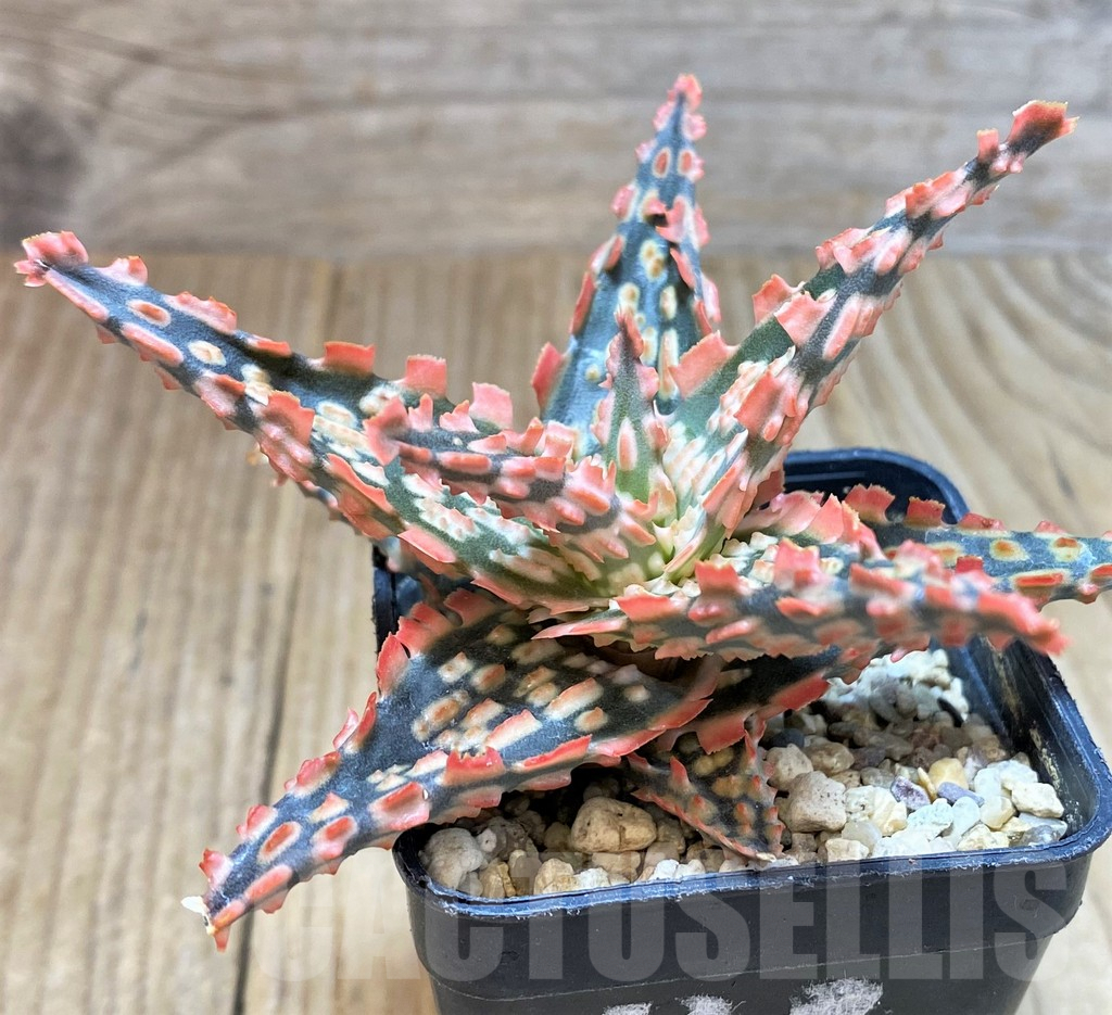 SH2289 Aloe TCT hybrid - Image 3