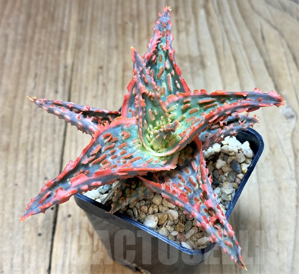 SH2290 Aloe TCT hybrid - Image 3