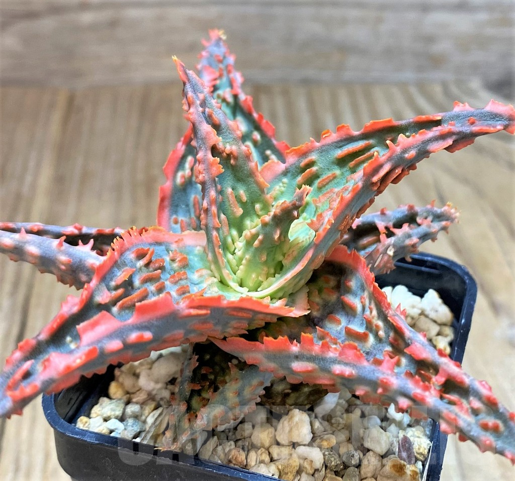 SH2290 Aloe TCT hybrid