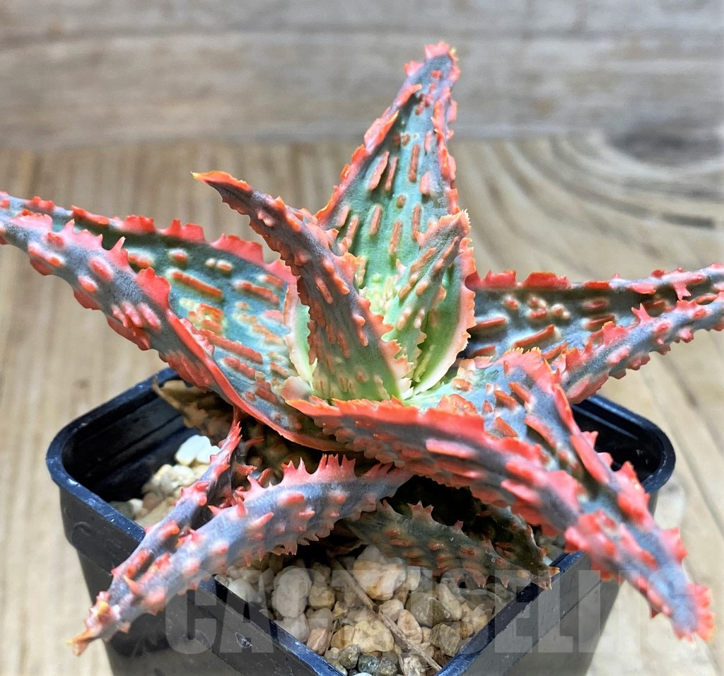 SH2290 Aloe TCT hybrid - Image 2
