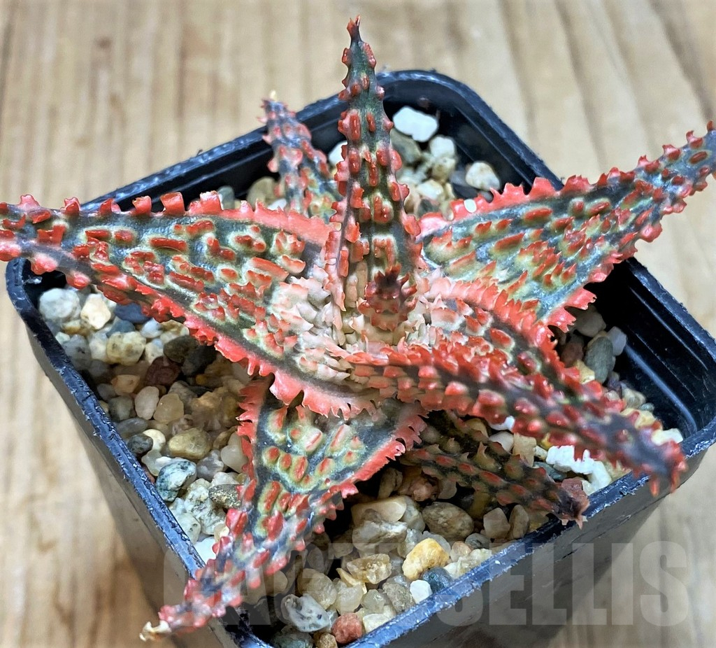 SH2291 Aloe TCT hybrid - Image 2