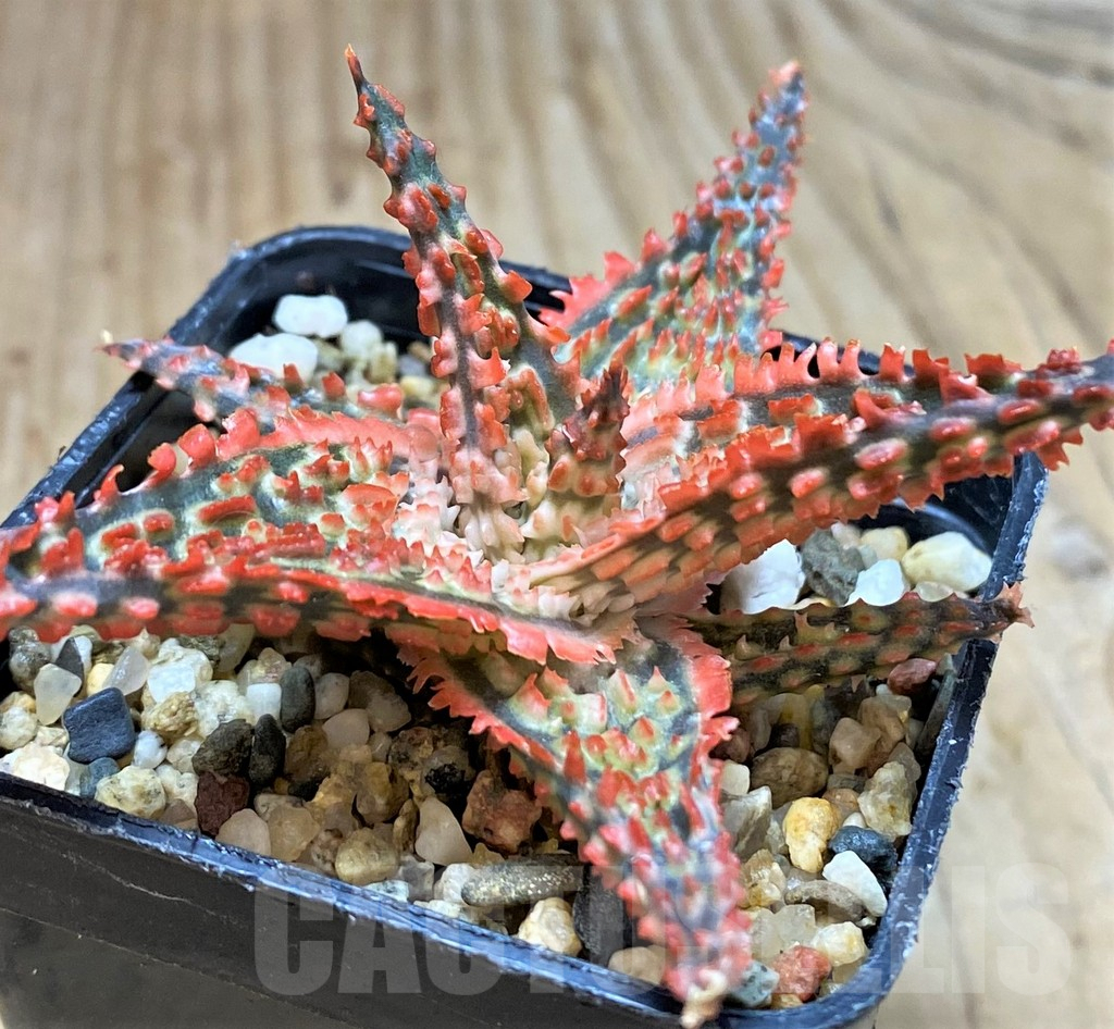 SH2291 Aloe TCT hybrid - Image 3