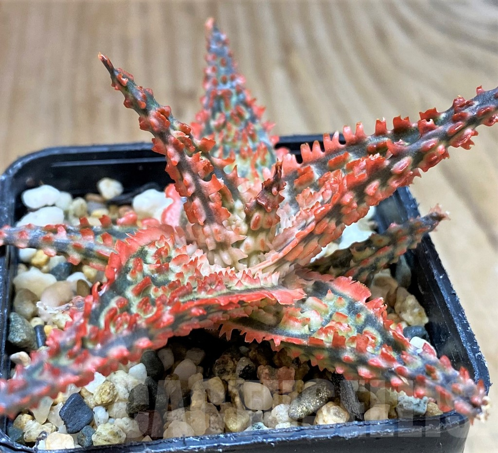 SH2291 Aloe TCT hybrid