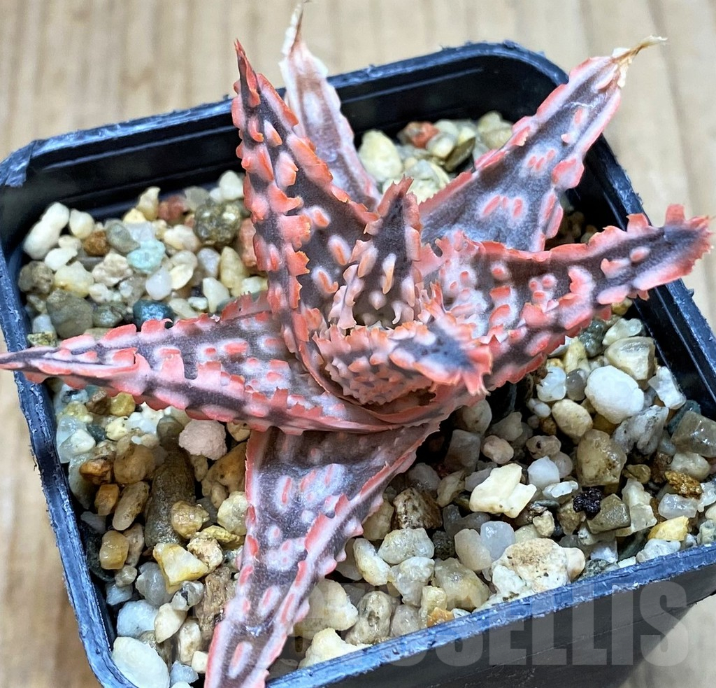 SH2292 Aloe TCT hybrid - Image 2