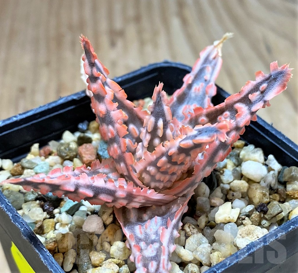 SH2292 Aloe TCT hybrid