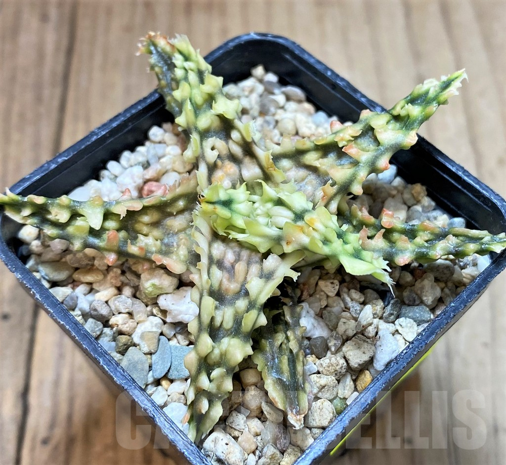 SH2296 Aloe TCT hybrid - Image 2