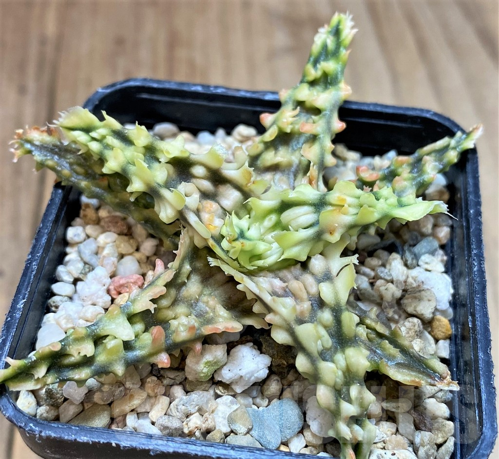 SH2296 Aloe TCT hybrid - Image 3