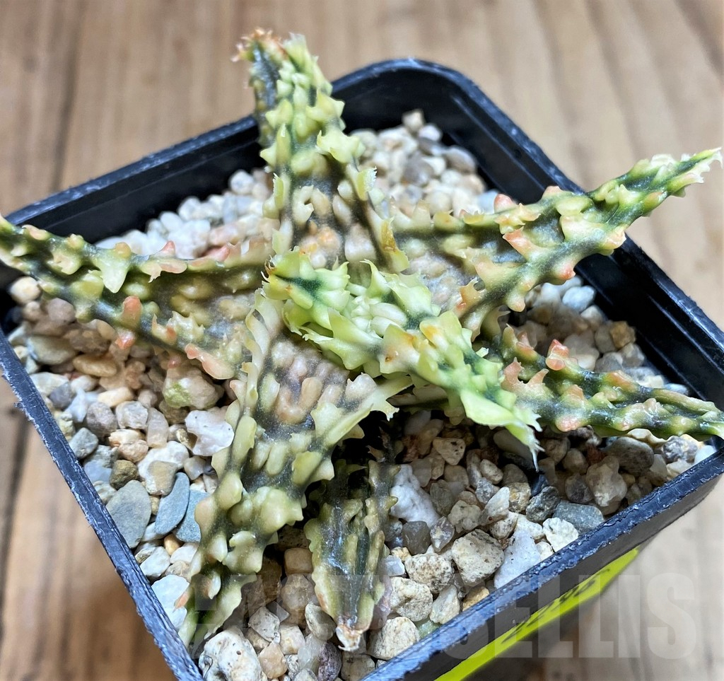 SH2296 Aloe TCT hybrid