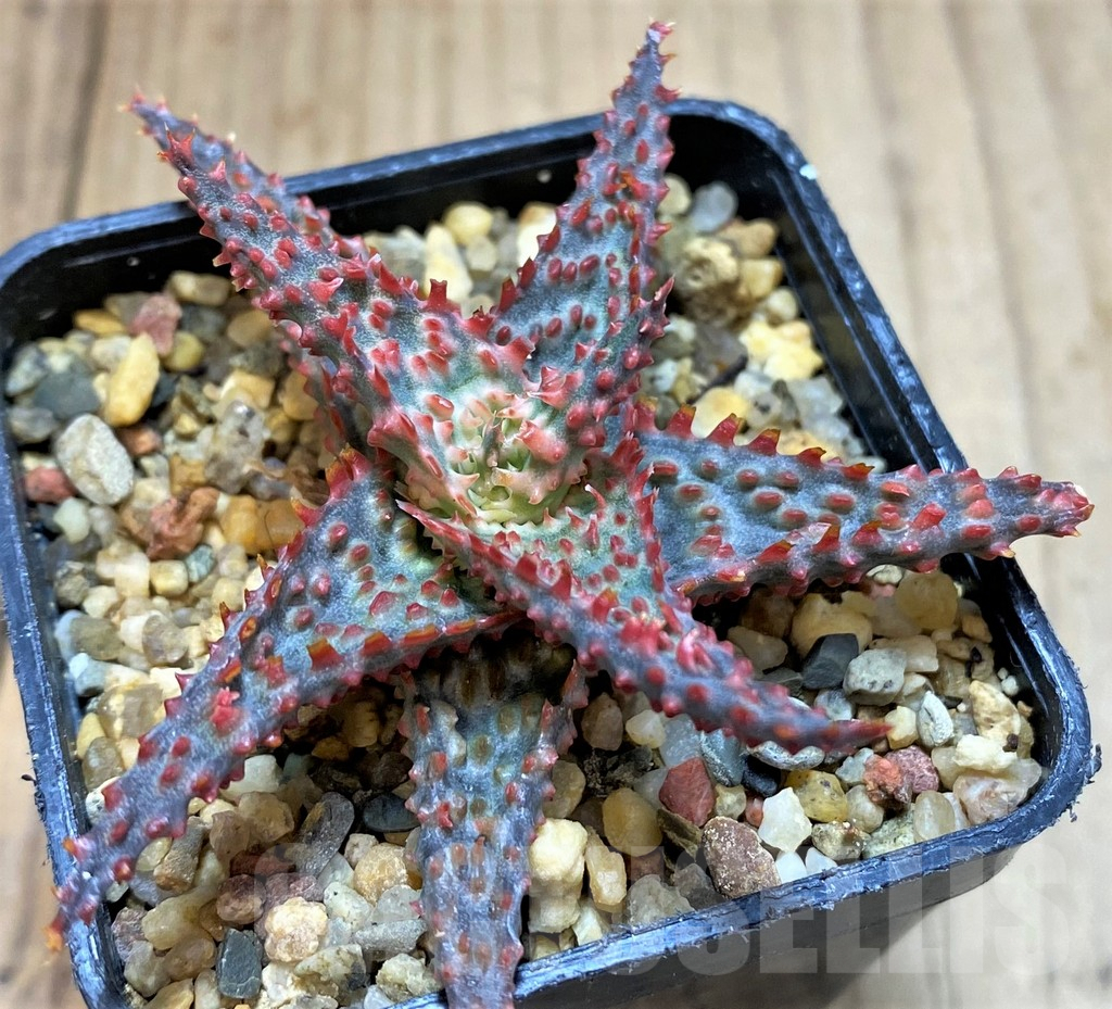 SH2297 Aloe hybrid - Image 2
