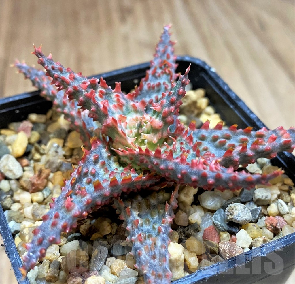 SH2297 Aloe hybrid