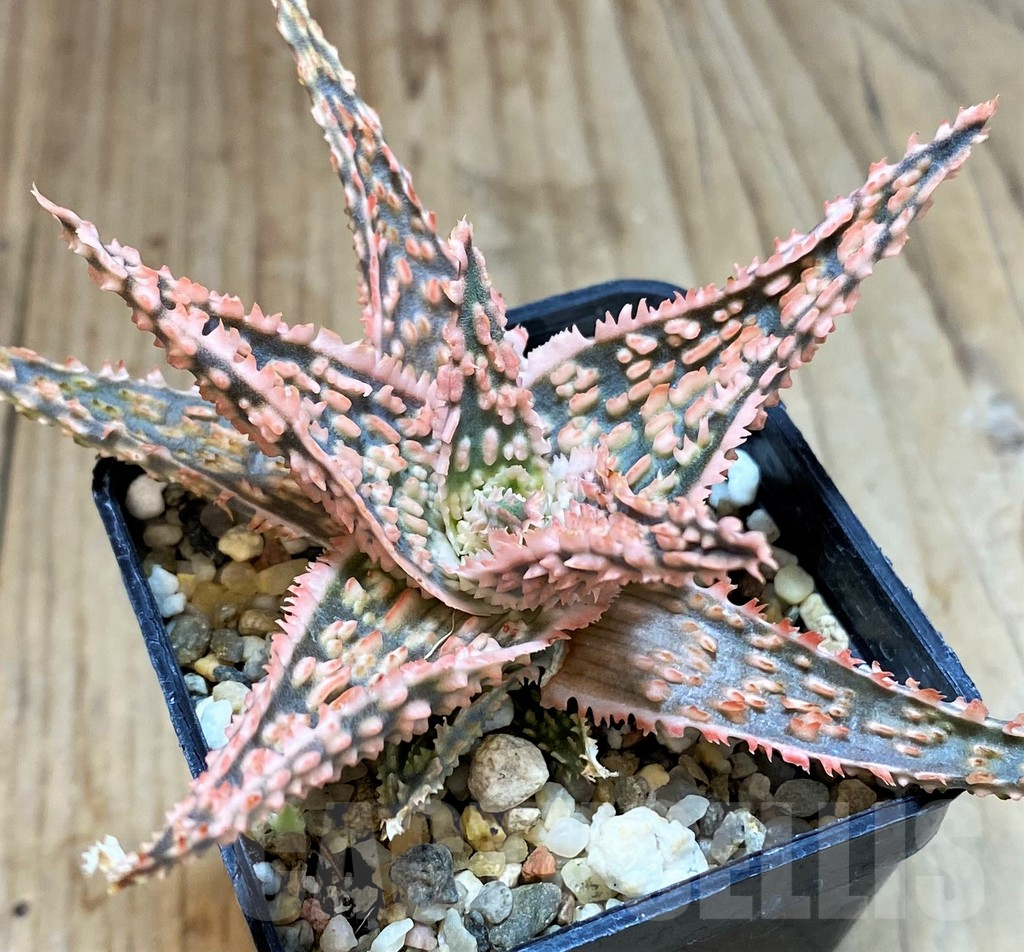 SH2298 Aloe TCT hybrid - Image 2