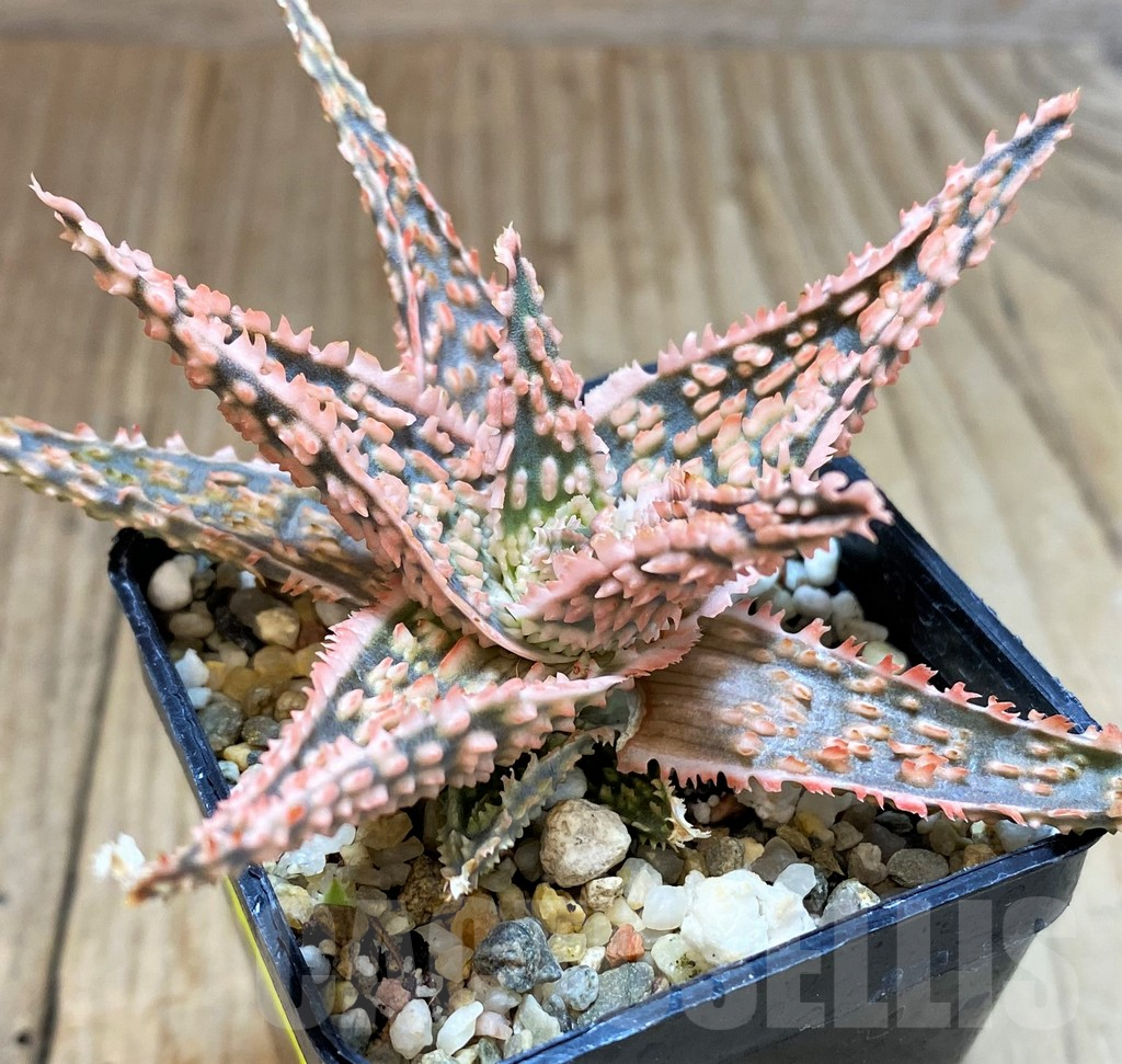 SH2298 Aloe TCT hybrid
