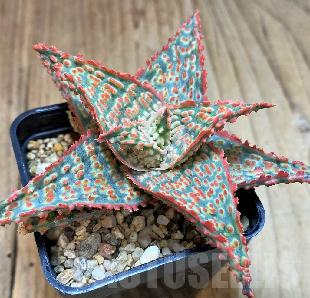 SH2299 Aloe TCT hybrid - Image 2