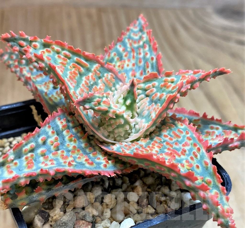 SH2299 Aloe TCT hybrid