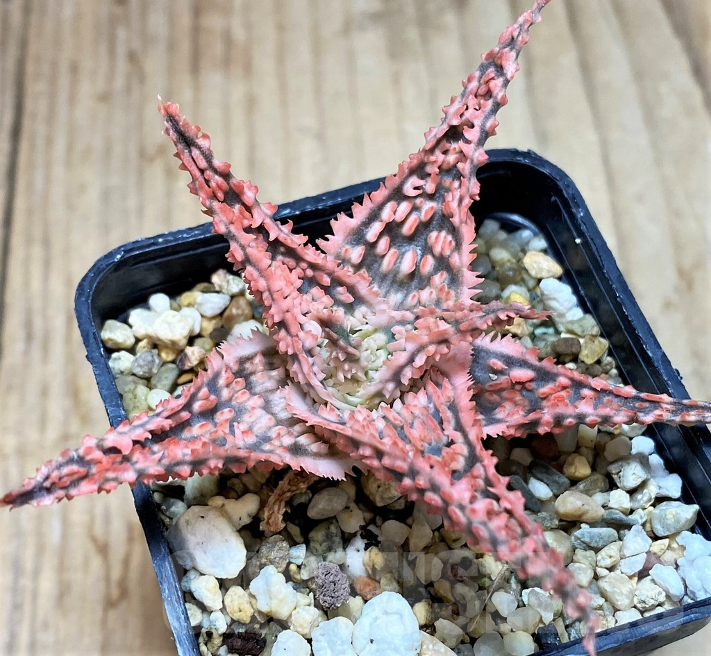 SH2285 Aloe hybrid - Image 2