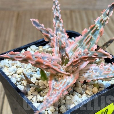 SH2300 Aloe TCT hybrid