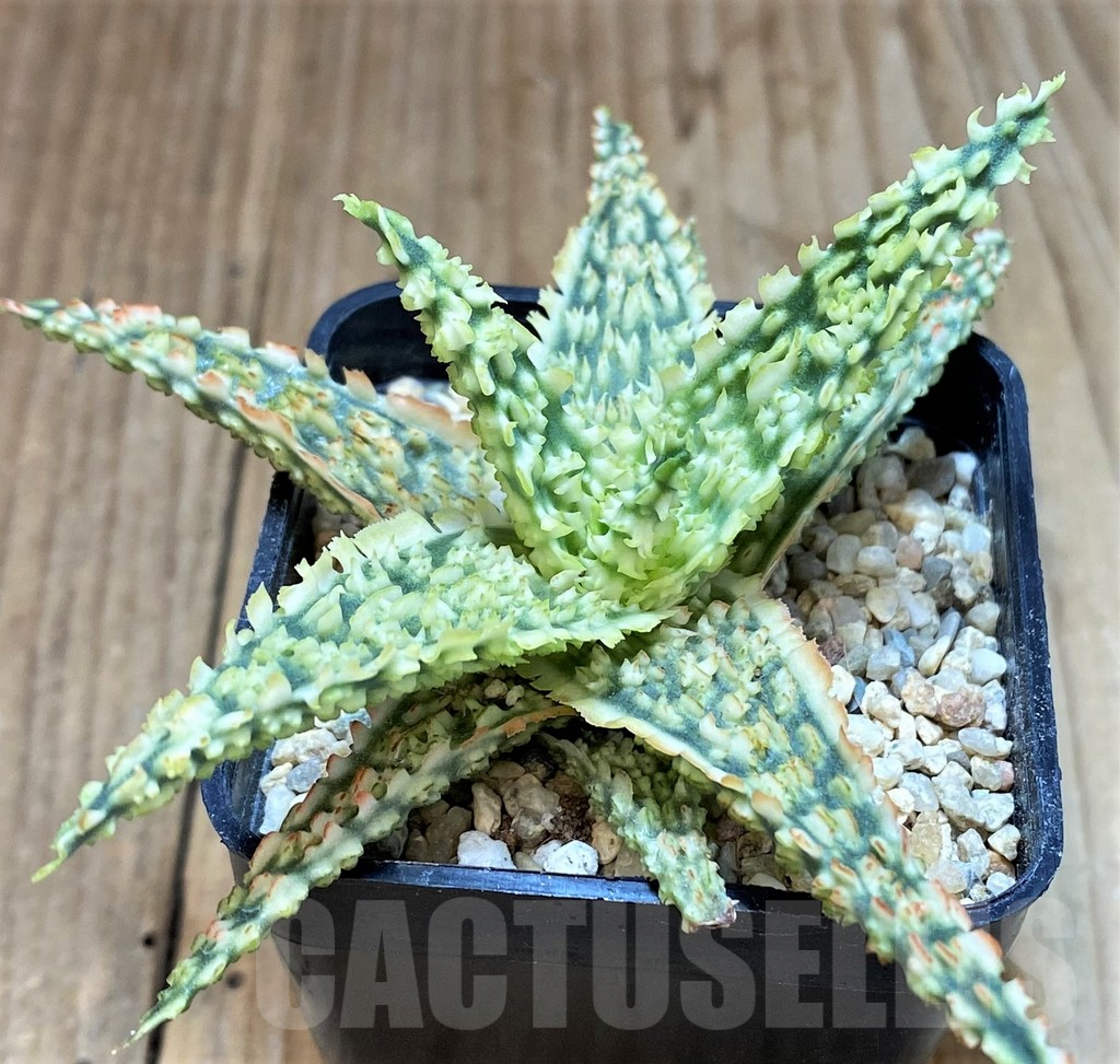 SH2301 Aloe TCT hybrid - Image 2
