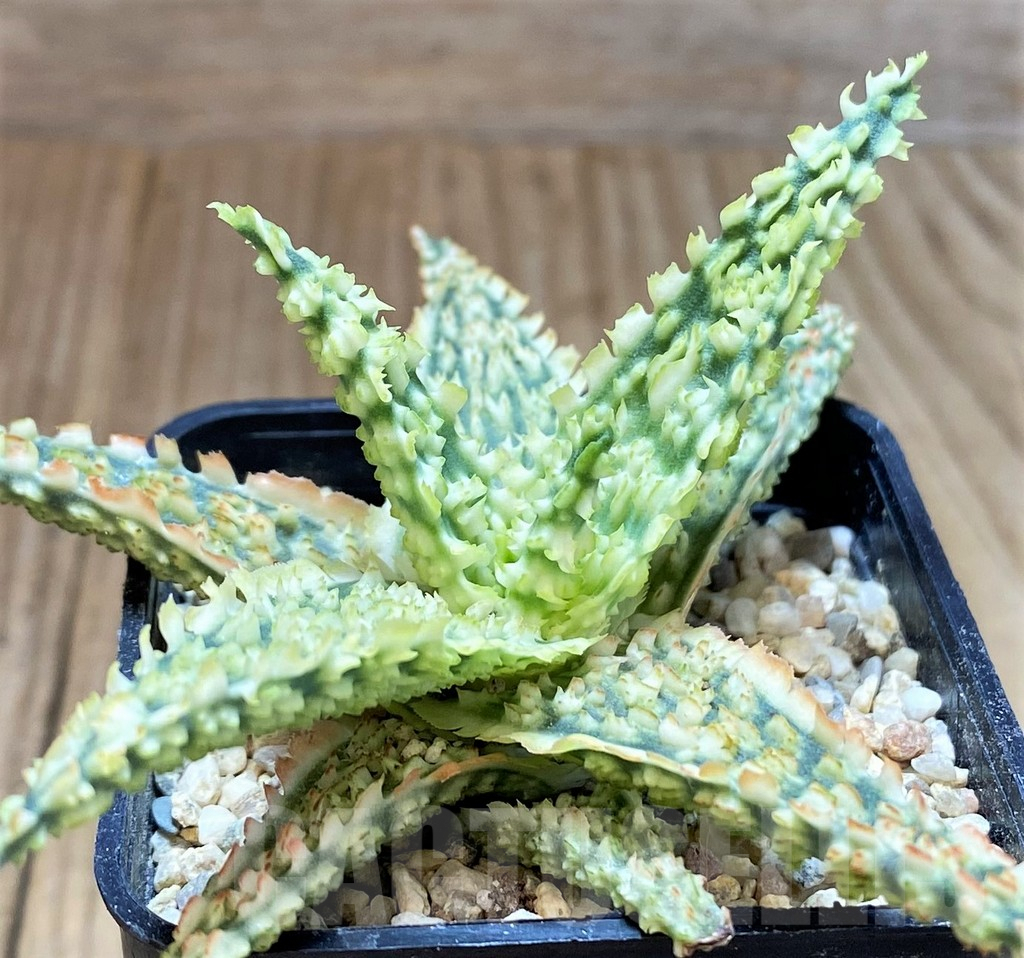 SH2301 Aloe TCT hybrid