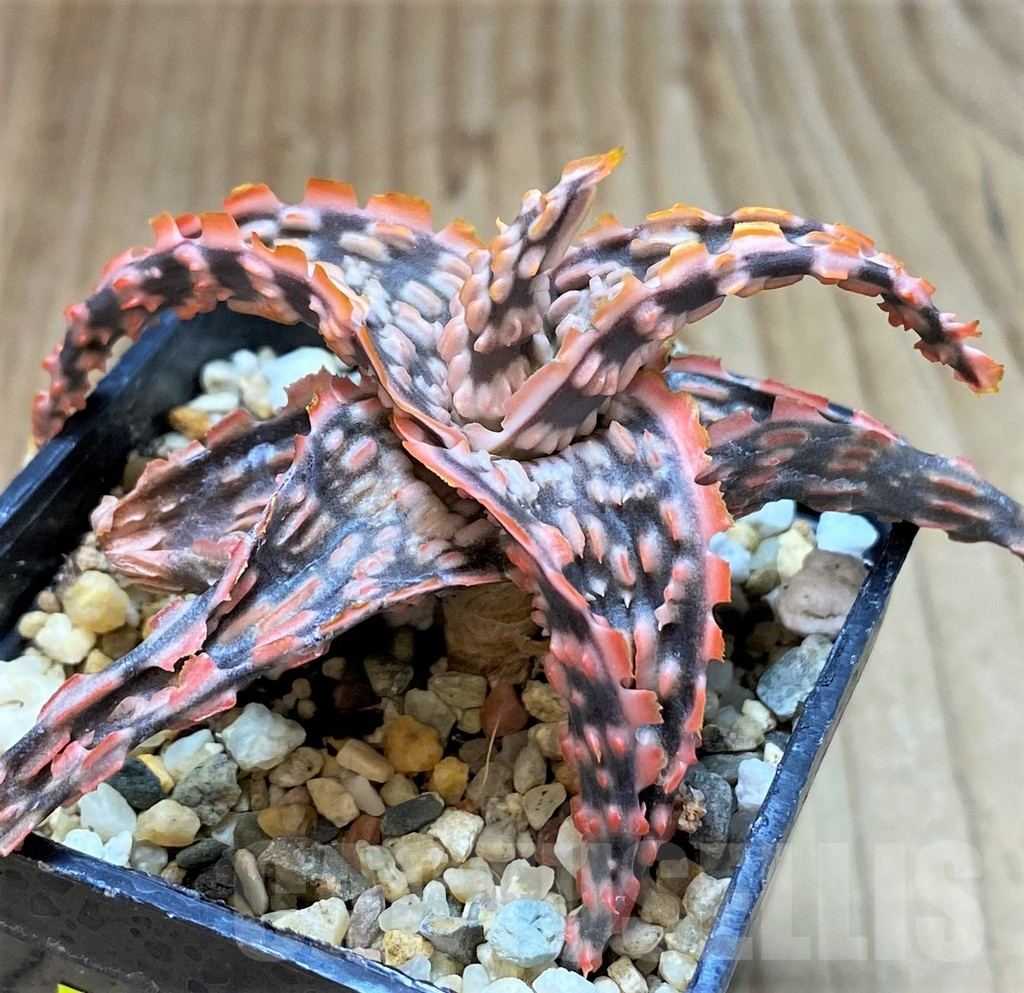 SH2302 Aloe TCT hybrid - Image 4