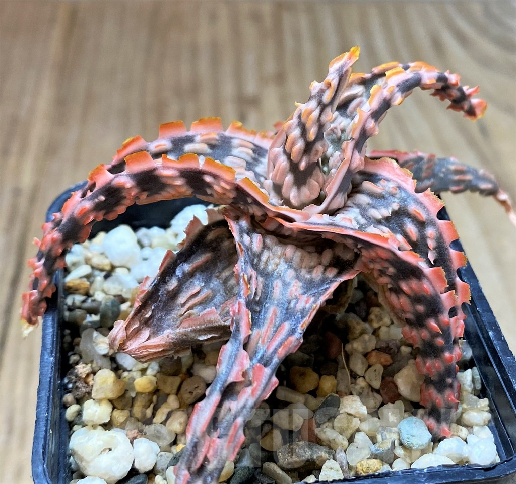 SH2302 Aloe TCT hybrid