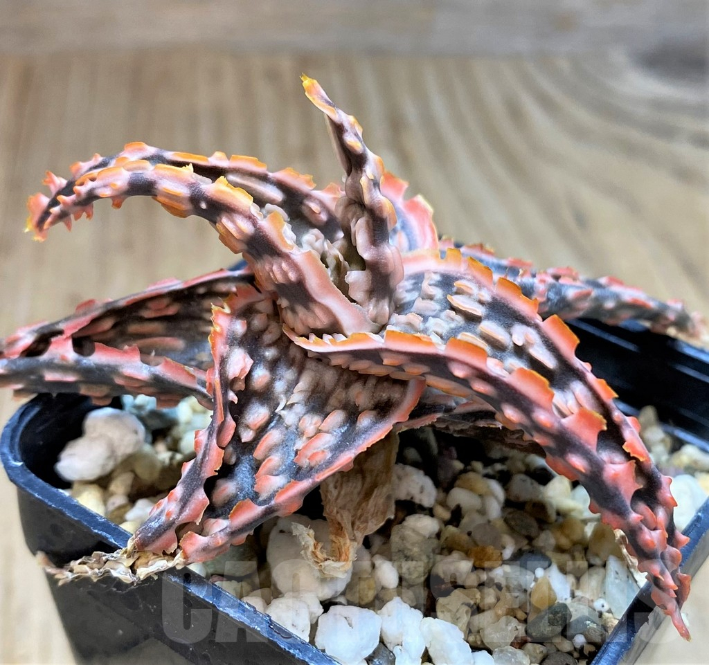SH2302 Aloe TCT hybrid - Image 3
