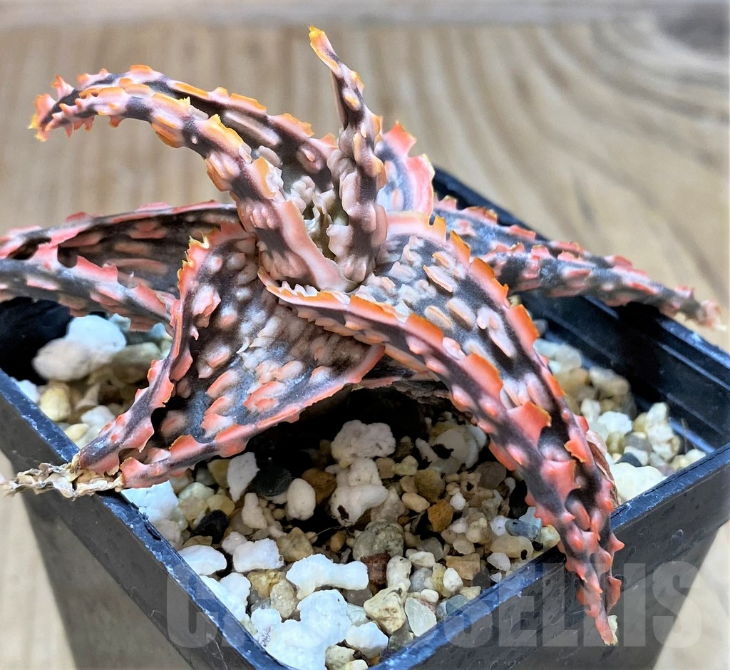 SH2302 Aloe TCT hybrid - Image 2