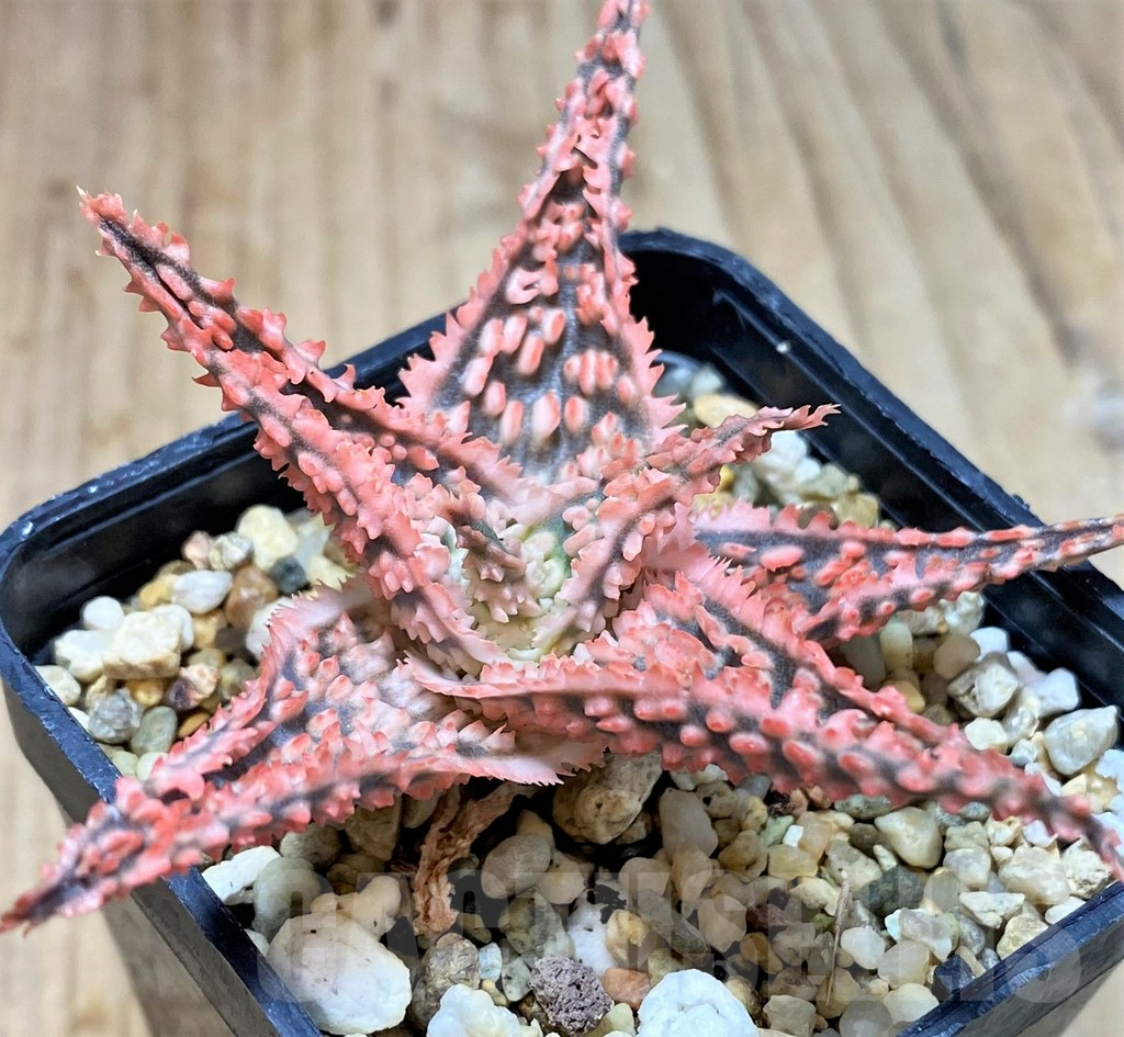 SH2285 Aloe hybrid