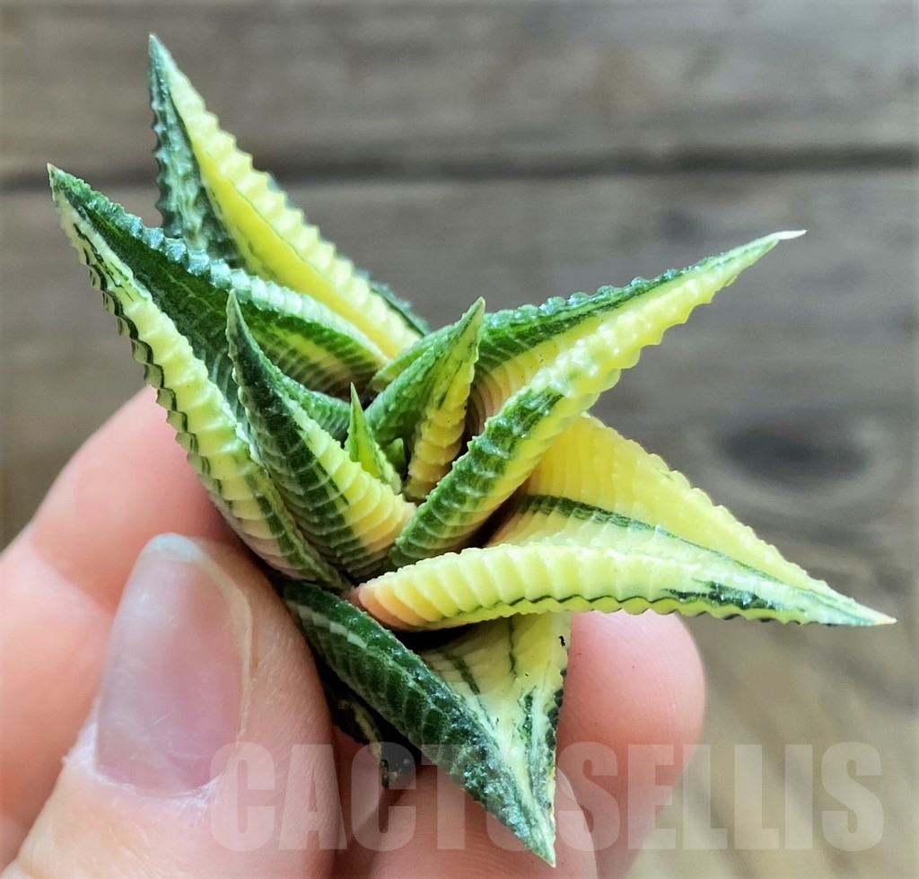SH2278 Haworthia limifolia f. variegata