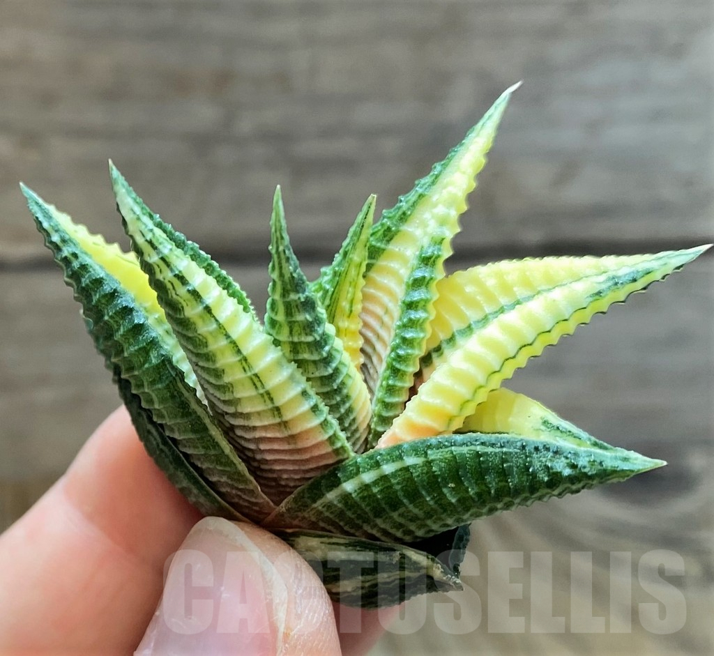 SH2278 Haworthia limifolia f. variegata - Image 2