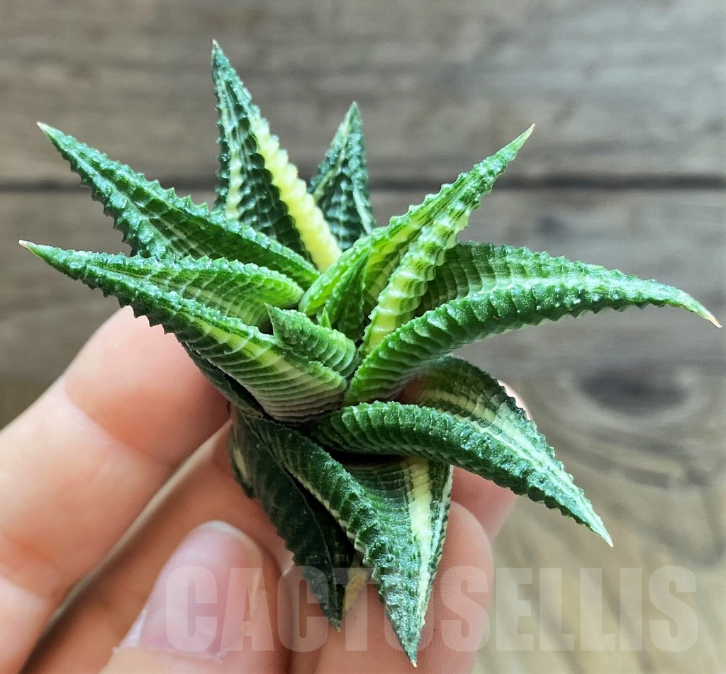 SH2279 Haworthia limifolia f. variegata