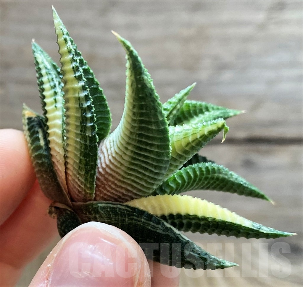 SH2279 Haworthia limifolia f. variegata - Image 2