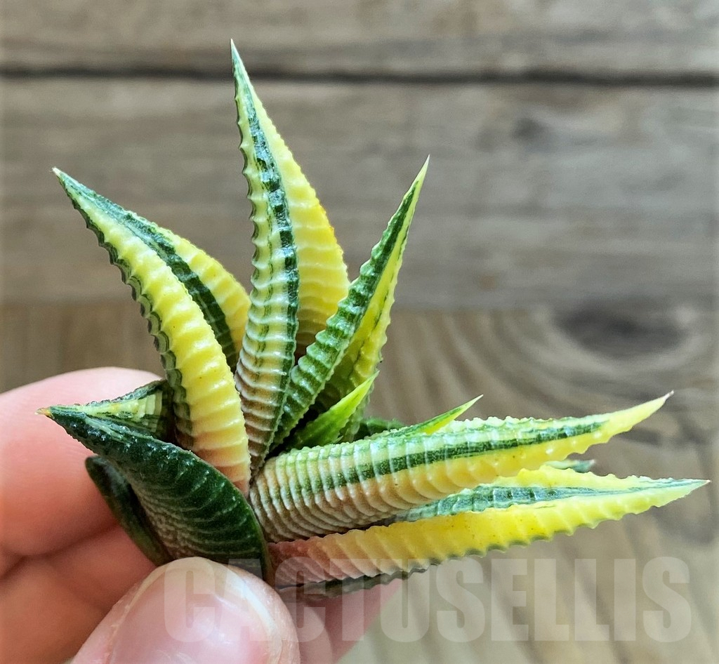 SH2280 Haworthia limifolia f. variegata