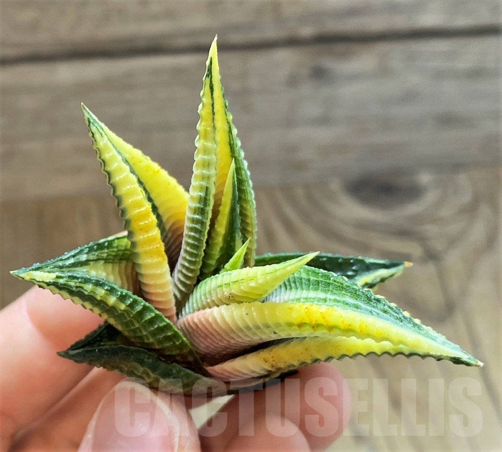 SH2280 Haworthia limifolia f. variegata - Image 3