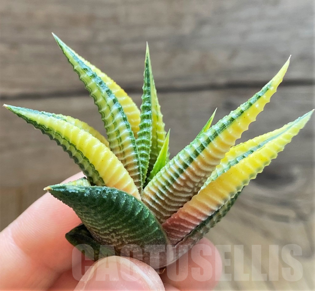 SH2280 Haworthia limifolia f. variegata - Image 2