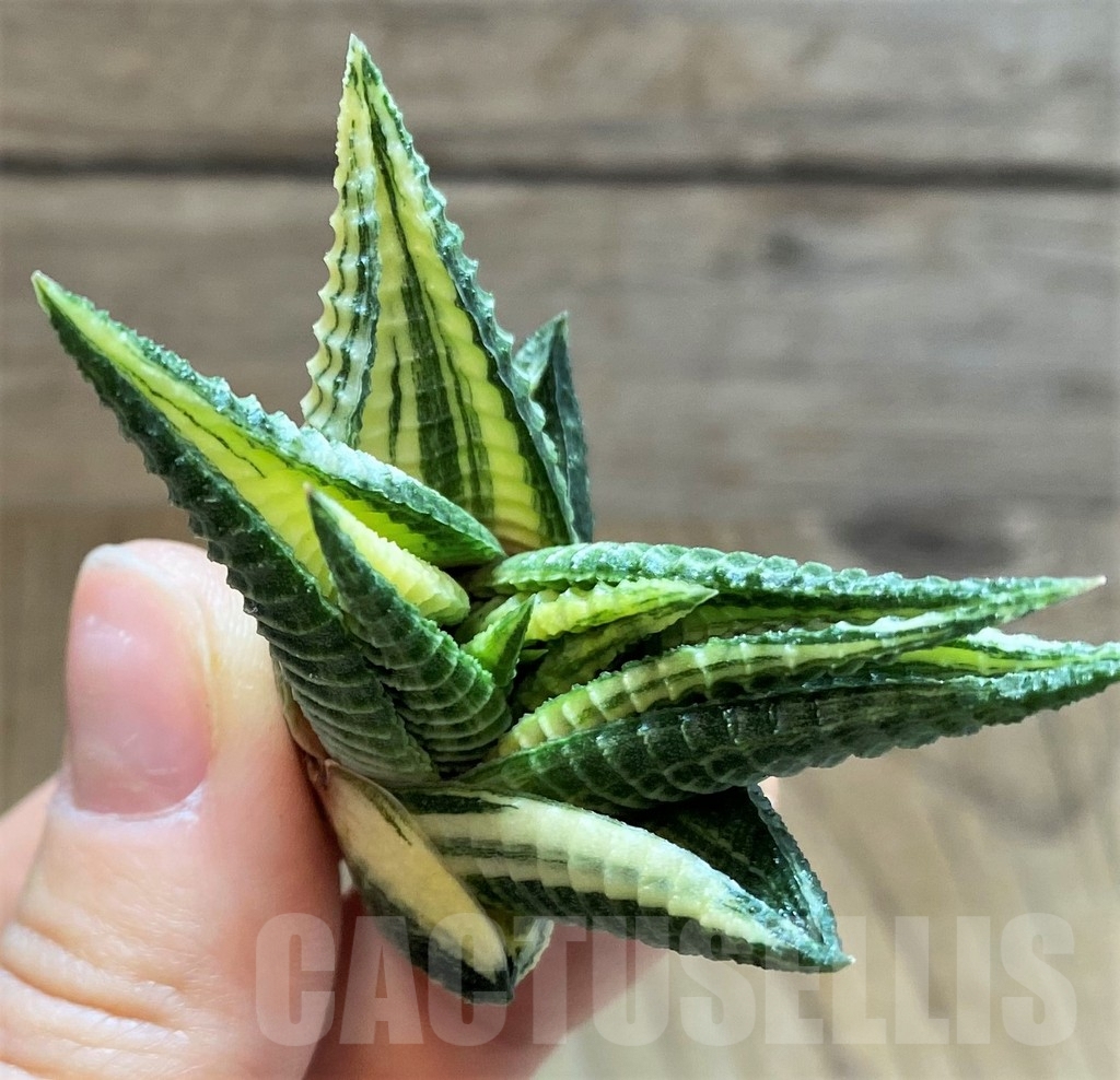 SH2281 Haworthia limifolia f. variegata - Image 3