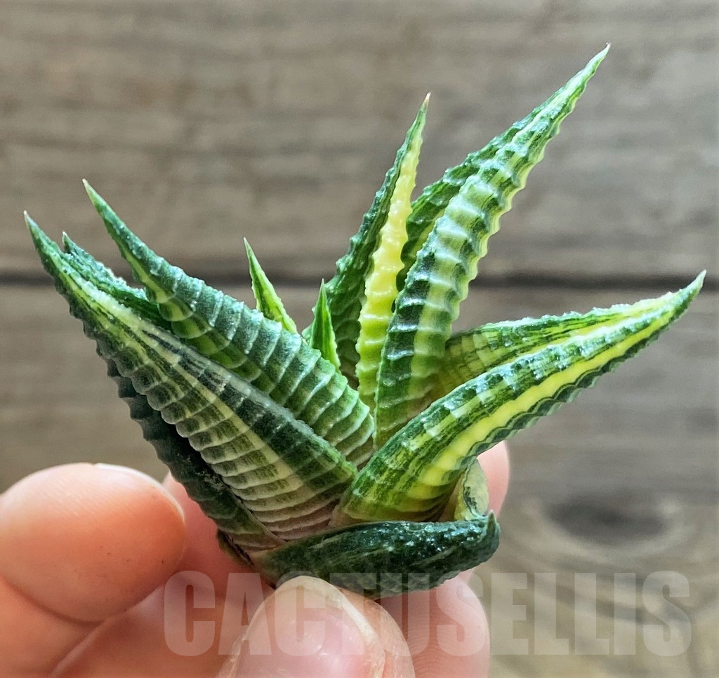 SH2281 Haworthia limifolia f. variegata - Image 2